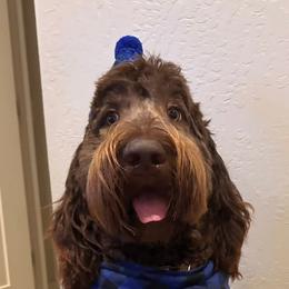 Bernedoodle and Newfypoo All Grown Up from Small Town Doodles & Poodles