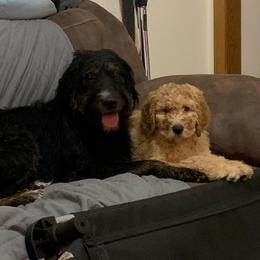 Nellie - Bernedoodle