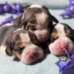 Betsy - Black tan and white female Beagle puppy in Colville, Washington from Rosehaven Homestead