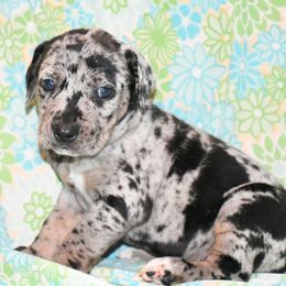 Compadre - Blue merle male Catahoula Leopard Dog puppy in Potsdam, New York from Spot On Catahoula Leopard Dogs