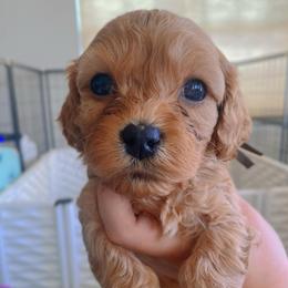 Clark Griswold - Red male Cavapoo puppy in Van Alstyne, Texas from Home Grown Puppies