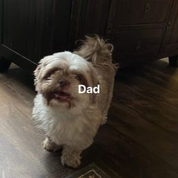 Champ - Shih Tzu