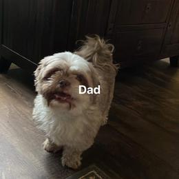 Champ - Shih Tzu