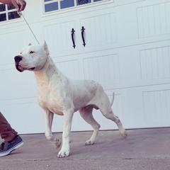 Moto - Dogo Argentino