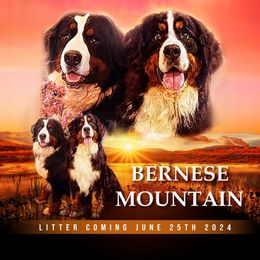 Bernese Mountain Dog puppies from Buendias Ranch Saint Bernards & Bernese Mountain Dogs