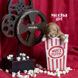 Mocha  PINK COLLAR girl  3500 - Red  female Goldendoodle puppy in Corona, California from Fluffy Puppy Mini Doodles LLC