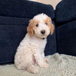 Francesca - Parti female Goldendoodle puppy in Barstow, California from Golden Desert Doodles
