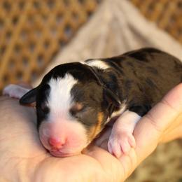 Boy 1 - male Australian Mountain Doodle puppy in Mississippi from Ewing Acres