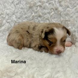 Marina - Red merle female Miniature Australian Shepherd puppy in Roseville, California from Golden State Mini Aussies