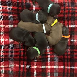 Dachshund Puppies from Cajun Pawfection