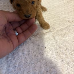 Pekingese and Poodle Puppies from Dogs lovers