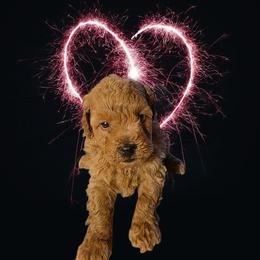 Flame - Red  male Poodle puppy in Decateur, Texas from Symphony Miniature Poodles