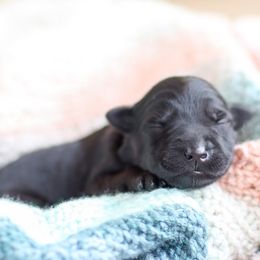 Kerry Blue Terrier Puppies from Costerra Kerry Blue Terriers