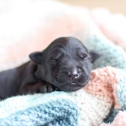 Kerry Blue Terrier Puppies from Costerra Kerry Blue Terriers