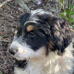 Boy 5 - Aussiedoodle puppy from Silvercreek Aussies and doodles