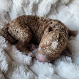 Marie - Apricot female Poodle puppy in San Tan Valley, Arizona from Desert Storm Poodles