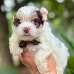 Cooper - Chocolate, tan and white male Yorkshire Terrier puppy in Tangipahoa County, Louisiana from Riche’ Louisiana Yorkies