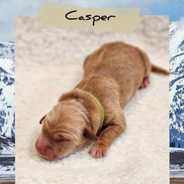 Casper - Dark golden male Golden Retriever puppy in Shelton, Washington from Kennedy Goldens