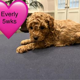 Everly - Red  female Poodle puppy in Mineral Wells, Texas from S.H.A.R.P.’s Toy Poodles