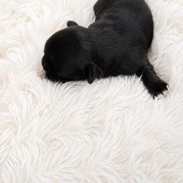 Boy 1 - Black male Shih Tzu puppy in Augusta, Maine from Zulas Shih Tzu of Maine
