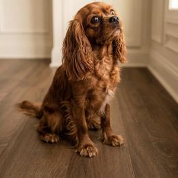 Lady Bird - Cavalier King Charles Spaniel
