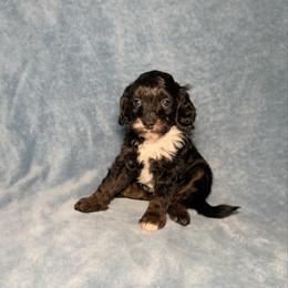 Ginny F1b - Tri-color female Cavapoo puppy in Wamego, Kansas from Doodles of Oz