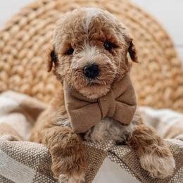 Haven - Red  male Goldendoodle puppy in Iola, Texas from Supreme Doodles of Texas