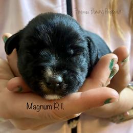 Magnum P. I. - Black male Miniature Schnauzer puppy in Sedalia, Missouri from Farmer Brown's Puppies