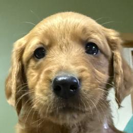 Jailbreak - Dark golden female Golden Retriever puppy in Princeton, Minnesota from Bewitched Goldens