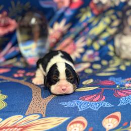 Wesley - Tri-color male Cavalier King Charles Spaniel puppy in Broken Arrow, Oklahoma from Cavalier King Charles Heartland