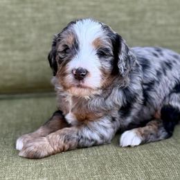 Charlotte- white collar - Merle female Bernedoodle puppy in Colorado Springs, Colorado from Mercy Mountain Bernedoodles