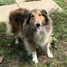 Mariah - Collie