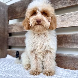 Dakota - Caramel female Australian Labradoodle puppy in Sarasota, Florida from GWagz