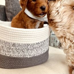 Goldendoodle Puppies from Maplesierradoodles