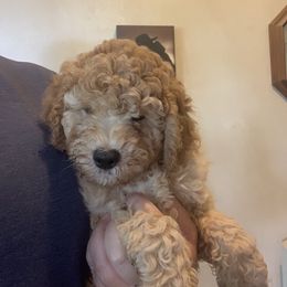 Baron - Apricot male Goldendoodle puppy in Haddam, Kansas from Golden B Acres