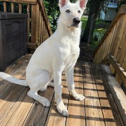 German Shepherd Puppies from Haus Skyborne Shepherds