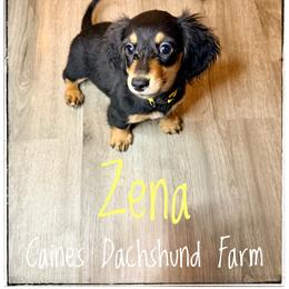 Zena - Black and cream female Dachshund puppy in Cincinnati, Ohio from Caines Dachshund Farm