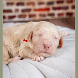 Birdie - Yellow and white female Bernedoodle puppy in Connersville, Indiana from Deaz Doodle Ranch