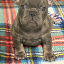 Boy 4 - Blue male French Bulldog puppy in Spanaway, Washington from Frog Faced Frenchies