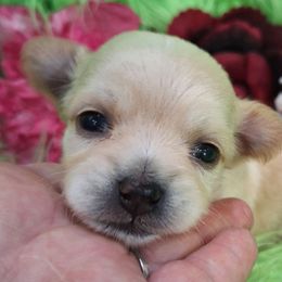 AKC Claire - Fawn female Chihuahua puppy in Emory, Texas from Mel's Wags & Kisses