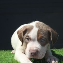 Boy 5 - Chocolate tri-color male American Bully puppy in Lubbock, Texas from Villainous K9’s