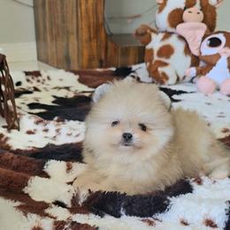 Teddy - Cream male Pomeranian puppy in Los Angeles, California from Pommies of LA