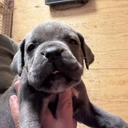 Boy3 - Gray male Cane Corso puppy in Granbury, Texas from Revolutions Kennel