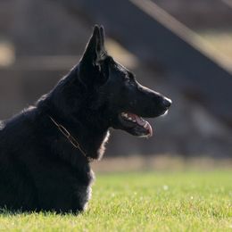 Karen - German Shepherd