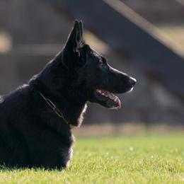 Karen - German Shepherd