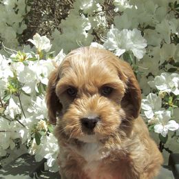 Assorted Doodle Crosses, Cavapoo, and Morkie Puppies from Kay’s Cutie Poos