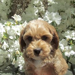Assorted Doodle Crosses, Cavapoo, and Morkie Puppies from Kay’s Cutie Poos