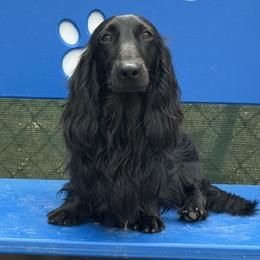 Raptor - Dachshund