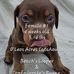 FEMALE - 1 - Chocolate female Catahoula Leopard Dog puppy in Perry, Florida from O'Leos' Acres Catahoulas