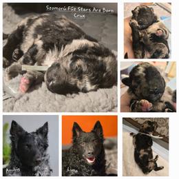 Szomoru Fuz Stars Are Born Crux - Black merle Mudi puppy in Bolingbrook, Illinois from Szomorú Füz Mudi Kennel/Weeping Willow Mudi Kennel